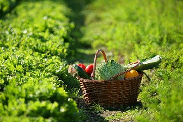 Panier de légumes locaux